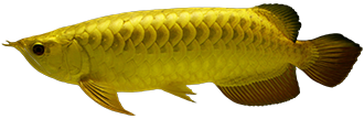 MerLion Royal Arowana